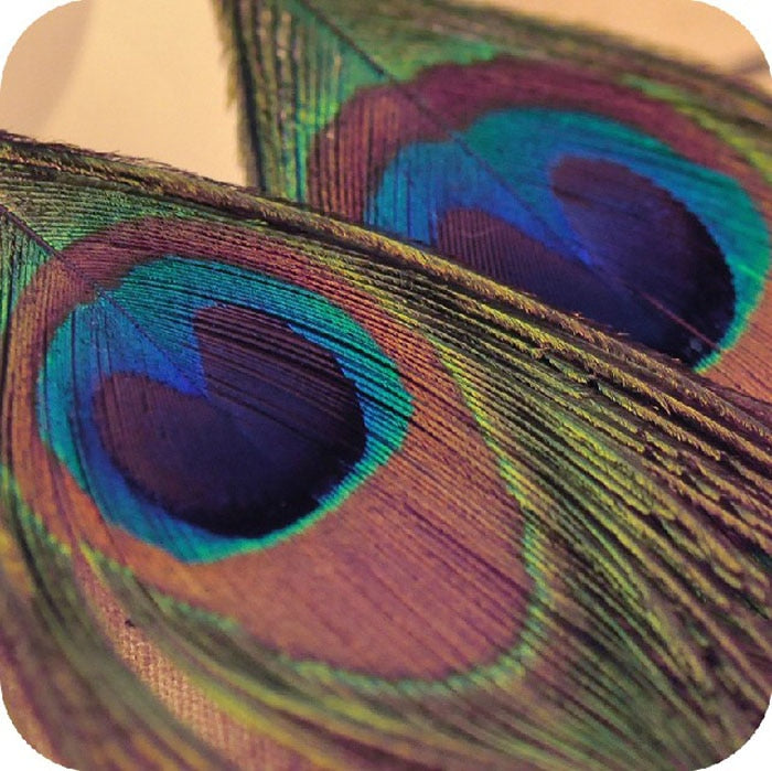 Bronx Peacock Feather Vintage Luxury  Earrings